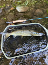 Aeroflex Freshwater