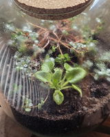 Anne Dembowski review photo