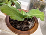 Pui review photo