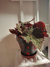 Claudia Caputo review photo