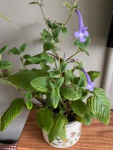 Bee review photo