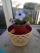 Carole Colbert review photo