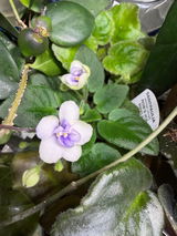 VickiS review photo