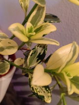 Anj246 review photo