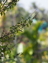 GOUROB KARMAKAR review photo