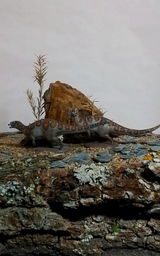 V.W. review photo