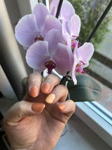 Ina V. review photo