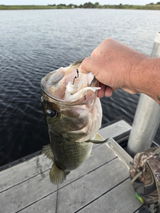 Fluke Nasty review photo