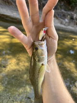 Hunterbob review photo