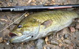 Bob Long review photo