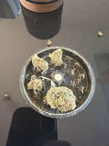 Berber review photo