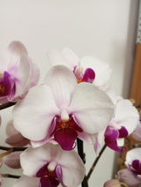 Agata G. review photo