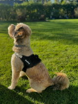 Smilla review photo