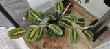 Richard Svoboda review photo