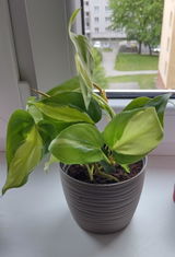 IvŠaff review photo