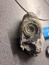 Fred’s Fossils review photo