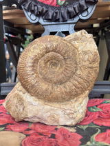 Fred’s Fossils review photo