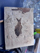 Fred’s Fossils review photo