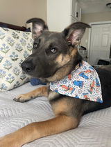 Dog Danas