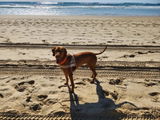 Roxy Dog review photo