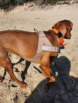 Roxy Dog review photo