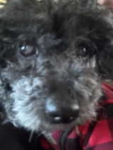 Bichon mom review photo