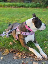 Bonnie Haley review photo