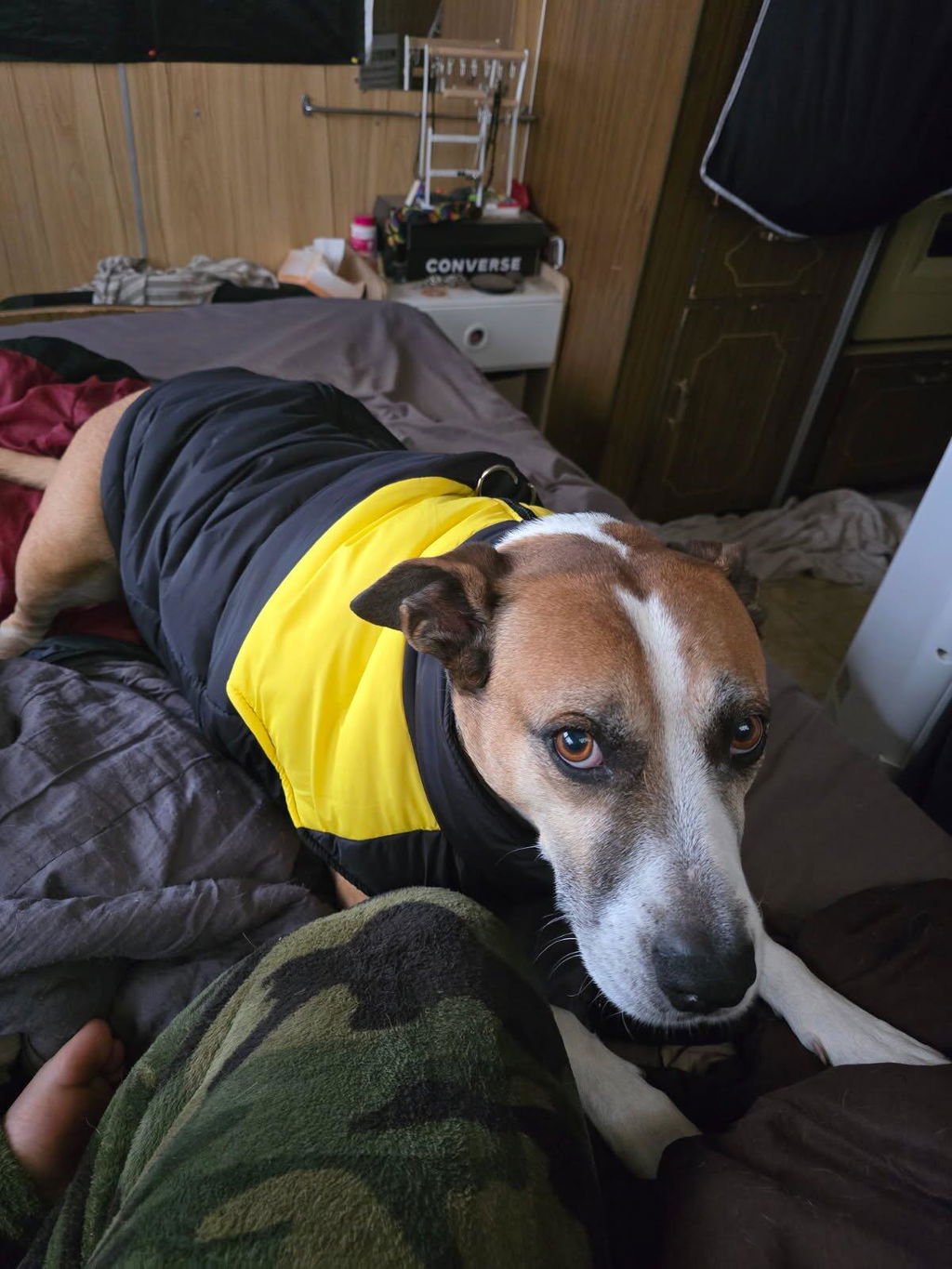 Waterproof Dog Jacket