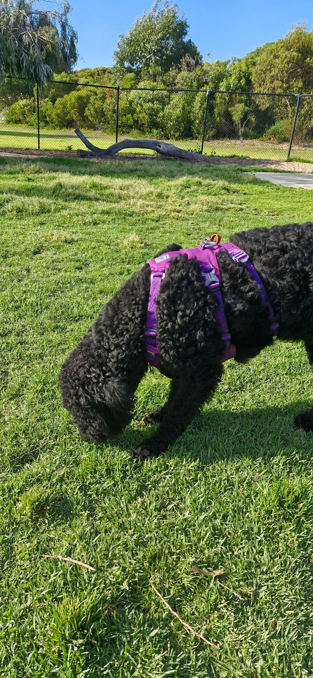 Escape Proof Dog Harness Double-H Waterproof