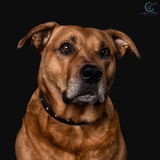 TripDog review photo