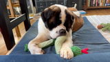Rufus, Ernie, and Ludo review photo