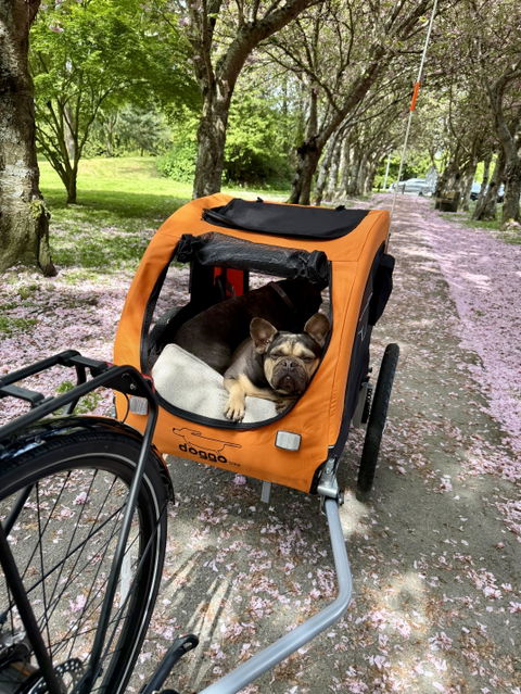 Doggo Bike® Trailer