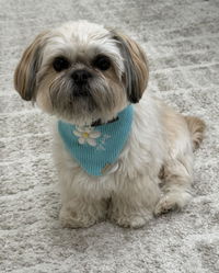 BANDANA | OOPSY DAISY