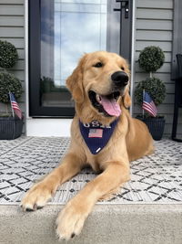 BANDANA | RED, WHITE & BLUE