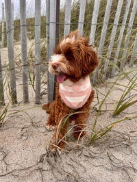BANDANA | SEASIDE BLUSH