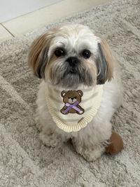 BANDANA | TEDDY WITH SCALLOPED HEM