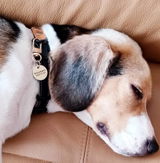 真鍮キーホルダー | QRコード付き犬用迷子札 | アプリ連携