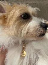 真鍮キーホルダー | QRコード付き犬用迷子札 | アプリ連携