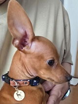真鍮キーホルダー | QRコード付き犬用迷子札 | アプリ連携