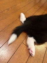真鍮キーホルダー | QRコード付き犬用迷子札 | アプリ連携