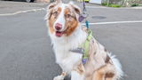 PUレザーマジックタグ【アプリ連携できるQRコード付き犬用ネームタグ | 迷子札にも】