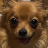 真鍮キーホルダー | QRコード付き犬用迷子札 | アプリ連携