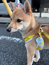 PUレザーキーホルダー【アプリ連携できるQRコード付き犬用ネームタグ | 迷子札にも】