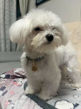 真鍮キーホルダー | QRコード付き犬用迷子札 | アプリ連携