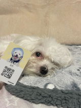 犬のスマート名刺DOGICA(ドギカ)【NFC&QRコード】