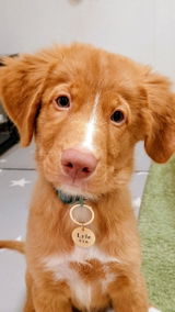 真鍮キーホルダー | QRコード付き犬用迷子札 | アプリ連携
