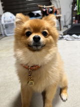 真鍮キーホルダー | QRコード付き犬用迷子札 | アプリ連携