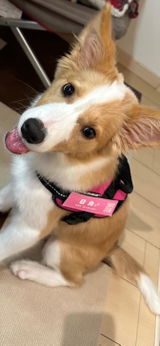PUレザーマジックタグ【アプリ連携できるQRコード付き犬用ネームタグ | 迷子札にも】