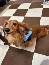 PUレザーマジックタグ【アプリ連携できるQRコード付き犬用ネームタグ | 迷子札にも】