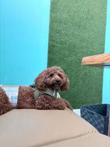 真鍮キーホルダー | QRコード付き犬用迷子札 | アプリ連携